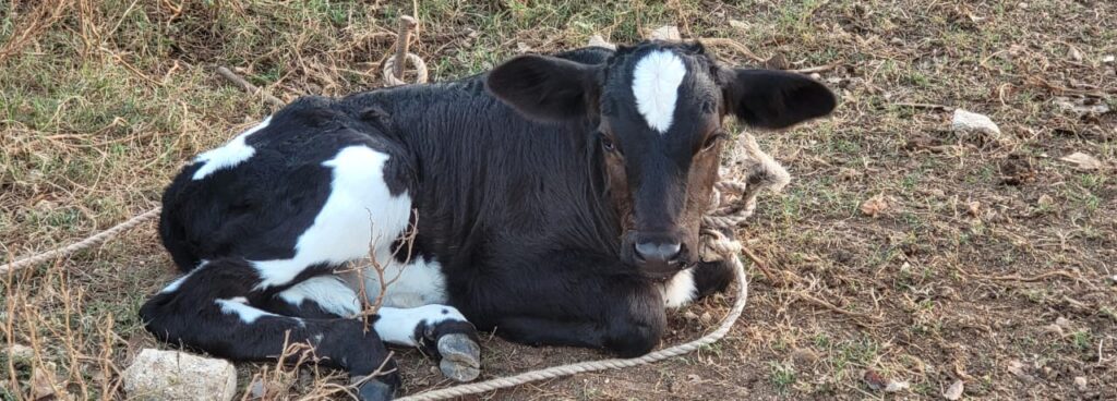 eine schwarzweiß gefleckte junge Kuh