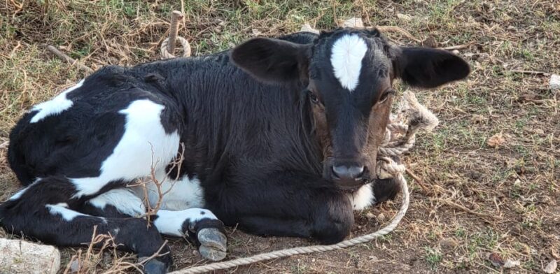 eine schwarzweiß gefleckte junge Kuh
