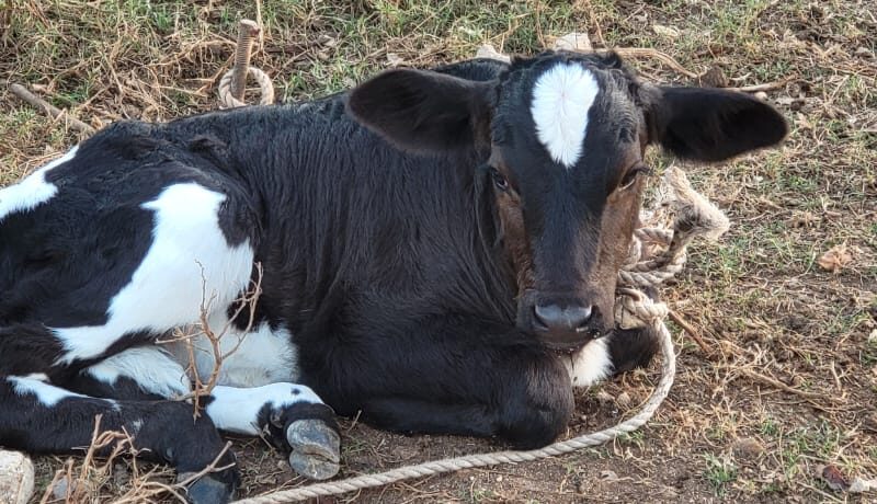 eine schwarzweiß gefleckte junge Kuh